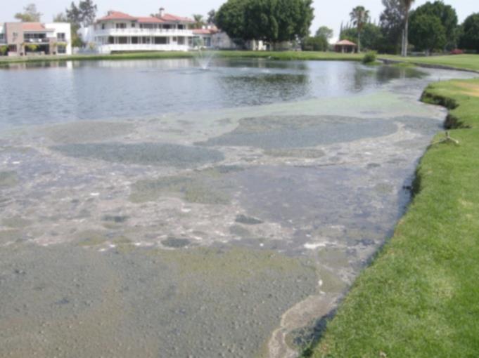 Simple Pond — Monterey Park, CA — Biocleaner Inc.